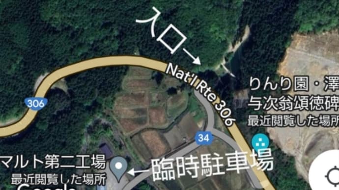 ミツマタ群生地(多賀町佐目)