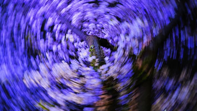 桜の木の下で。