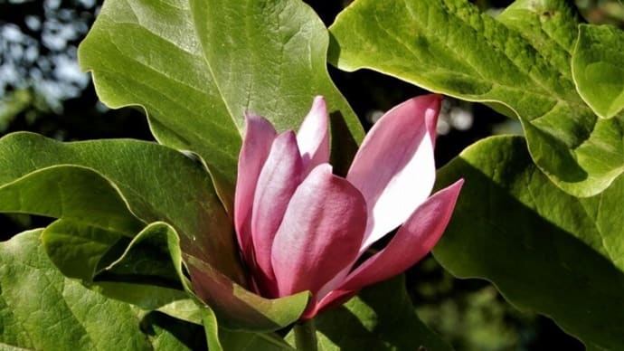 季節外れの花