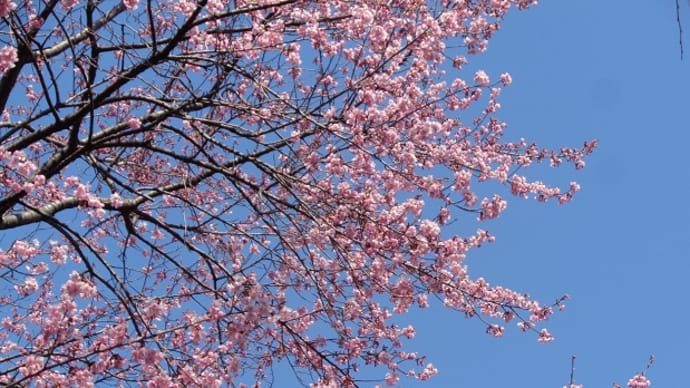 ～公園の桜🌸～