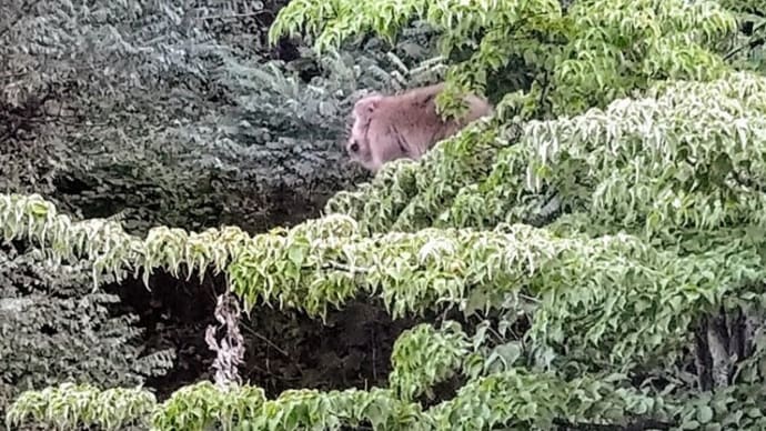 ヤマボウシの実