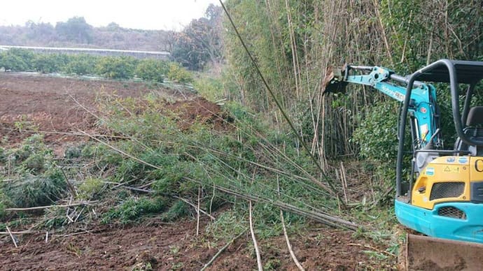 改植九日目…別の畑の改植も準備