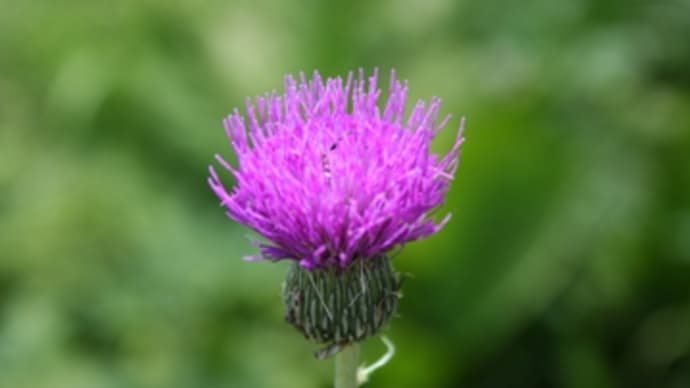 戸隠キャンプ場の花