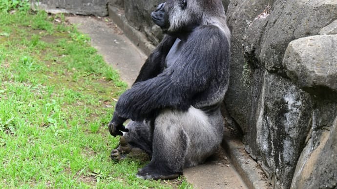 ◆感慨深いモンキー達(千葉市動物公園)