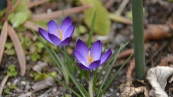 色鮮やかなクロッカスの花開く