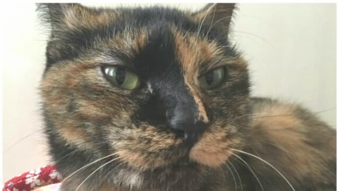 猫の歯肉炎 口内炎/治療&投薬