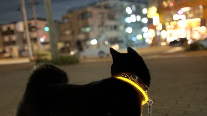 夕散歩が遅くなったワン💦 by てぃだ🐶💓