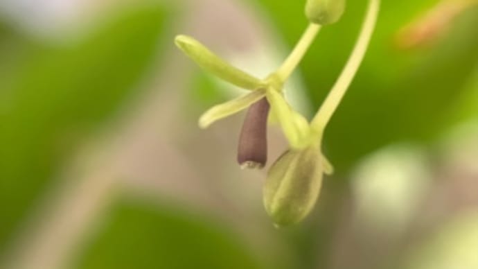 今が花盛り