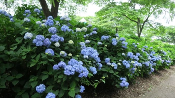 荻窪公園のあじさい2022