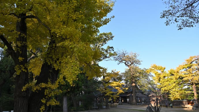 ◆見頃を迎えた橘樹神社の銀杏