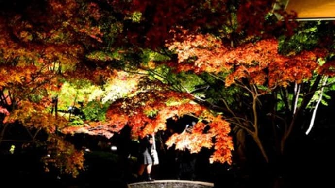 太田黒公園ライトアップ