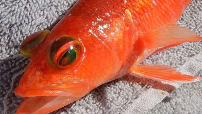 平塚沖アマダイは魚種多彩