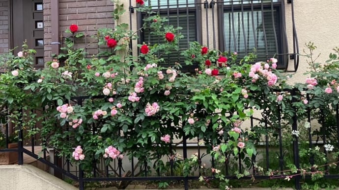 玄関フェンスのバラ　コーネリアとテス、そしてエゴノキの花を久しぶりに〜！