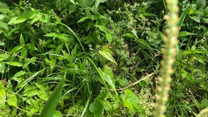 6月3日(木)お当番
