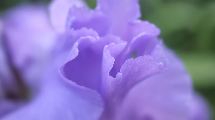 ★5月の朝の花 2022