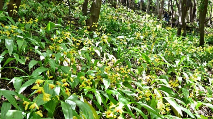 牧野植物園で「ガンセキラン」公開イベントがありました
