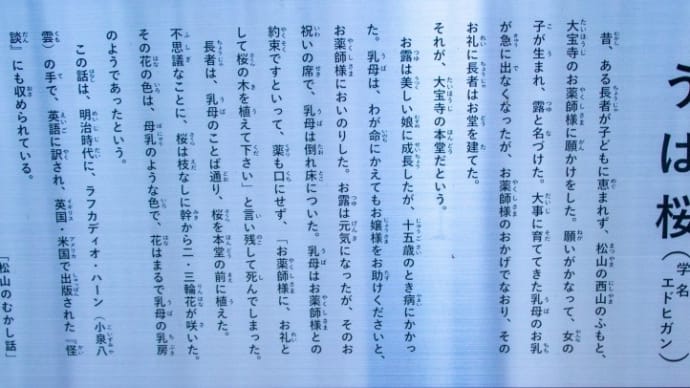 大宝寺の乳母桜