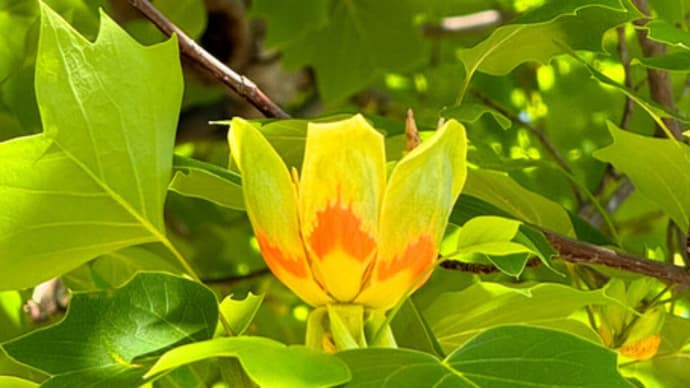 ユリノキ（百合の木）の花