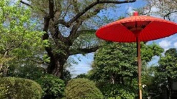 桜茶会 桜蕊降る中の一服