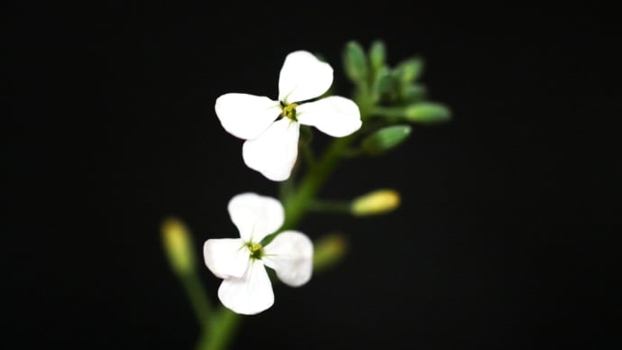 何の花?