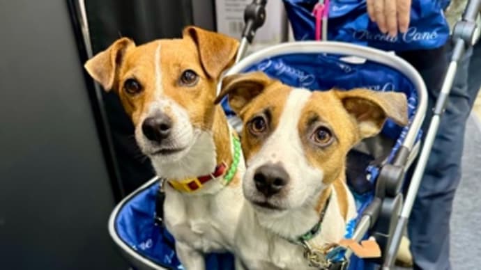 Inter pets!