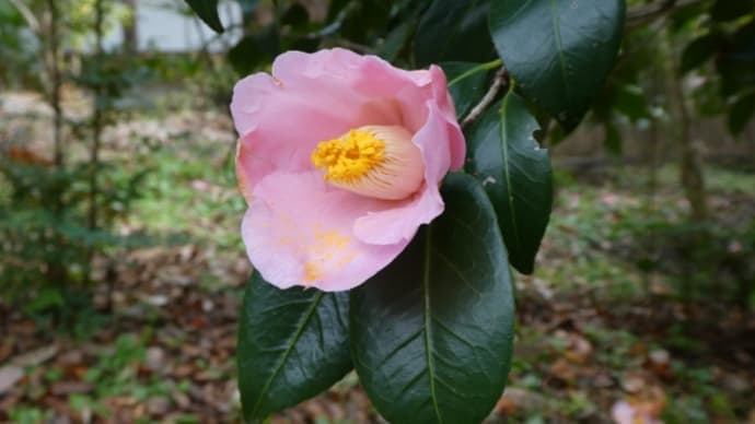 椿が咲き始めました。