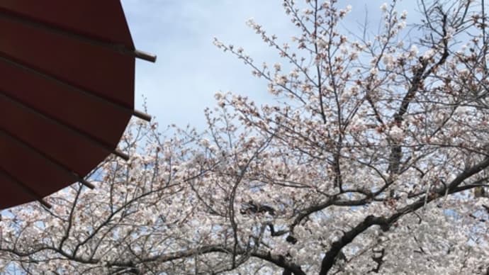 京都の花見　2024年4月7日
