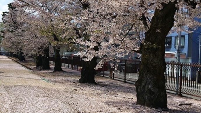 ★踏めず歩めず、桜舞い散る花道　「世の中は三日見ぬ間の桜かな」