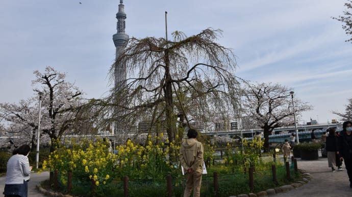 さくら狩り 東京都台東区 隅田公園(2)桜とスカイツリー