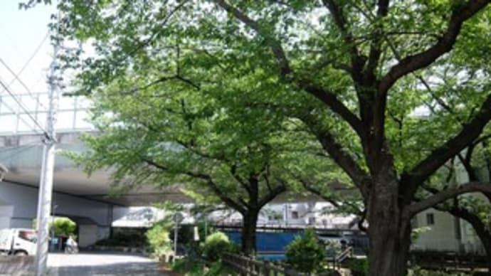 2022神奈川河川ﾎﾟﾀﾘﾝｸﾞ『ニケ領用水』⑧緑化センター＆小路の桜並木