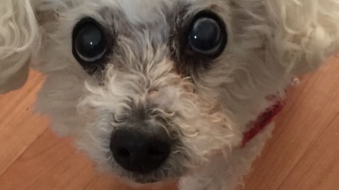 シニア犬ビーちゃん、あちこち不具合?!お目目は白く頭はオニギリ