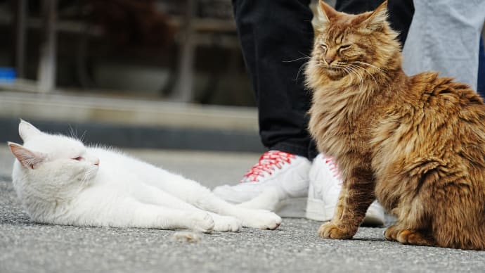 ねこ寺 御誕生寺へ行ってみた