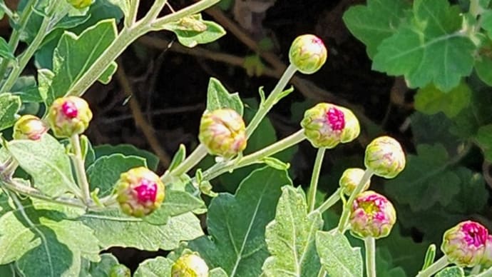 小菊(赤)