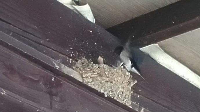 今年初めてのツバメをみましたよおお✨