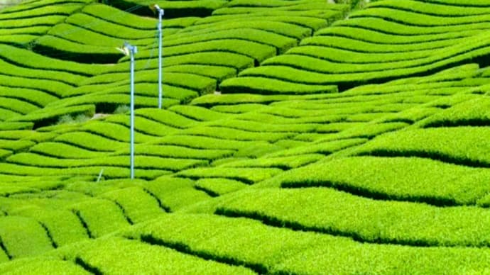 【八十八夜】【新茶】【お茶】【お茶摘み】【ゴールデンウィーク】