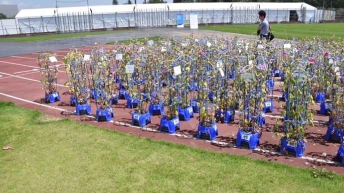 東京五輪 ダメだこりゃ 絵に描いたバブル 誰も責任とりまっしぇーん カンバーック