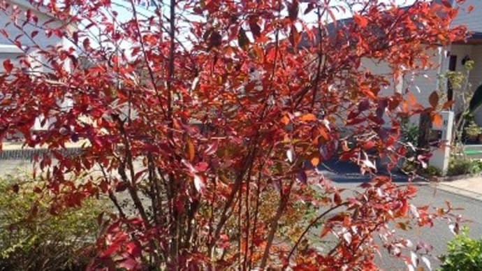 ブルーベリーの紅葉
