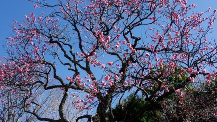 2025年 2月20日(木)の「大田区立池上梅園」(1)
