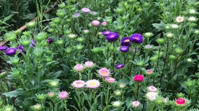 盆花が咲き始めました