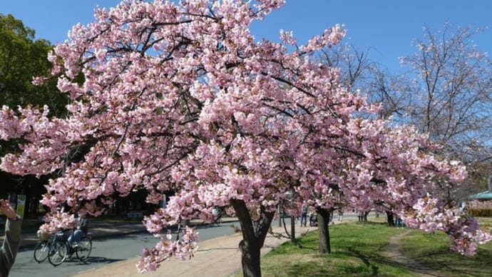 個性豊かな桜４品種
