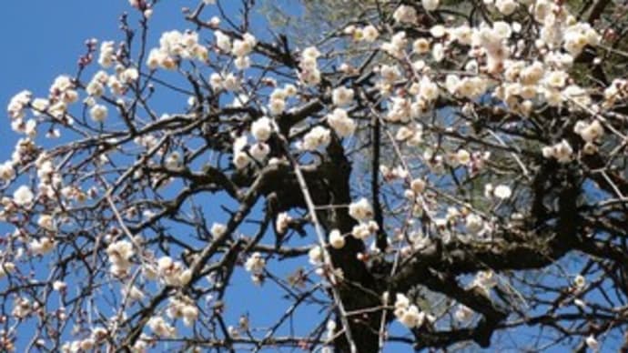 梅と桜