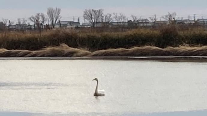 白鳥に遭遇？