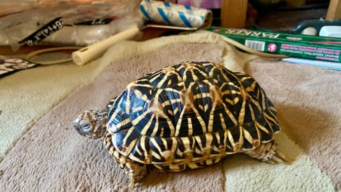 ☆ホシガメ☆クルクルして甲羅暖め中~(~ ̄▽ ̄)~♪