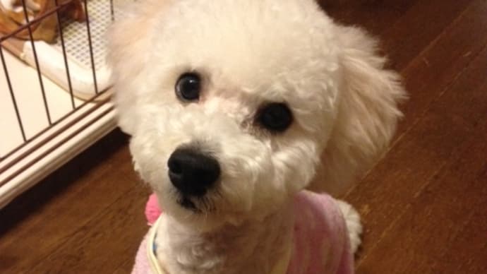 Happy Birthday wantan!!②