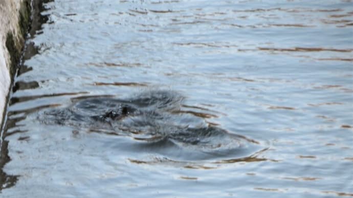 お久し振り・・カワウ