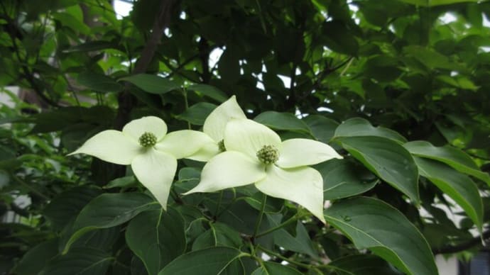 5月の庭 春の花は終わりに