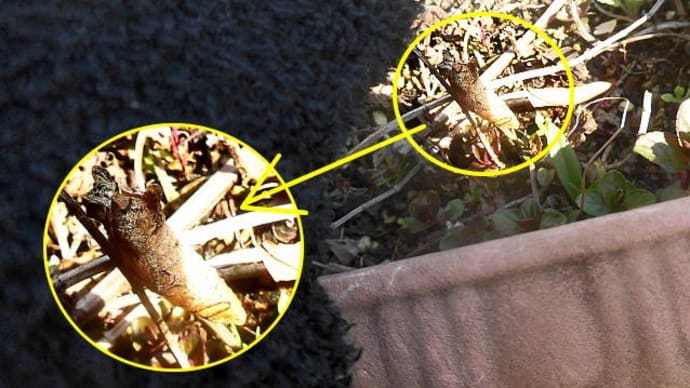 アゲハのさなぎの抜け殻