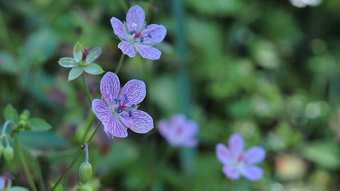 ★白馬村 備中風露特集✿✿✿ 2022