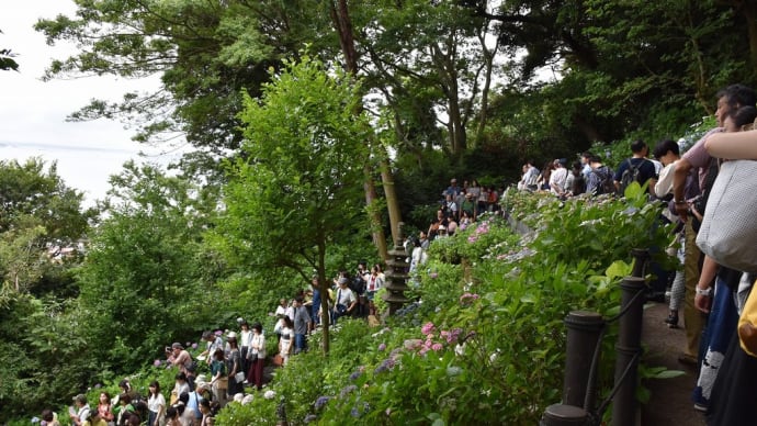 あじさい　神奈川県鎌倉市　長谷寺：長谷観音（4）あじさい路