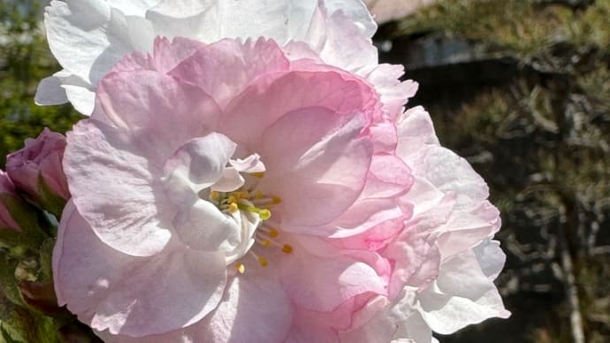 八重桜の“楊貴妃”が五分咲きに